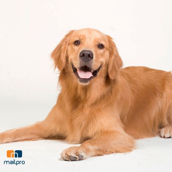 Email Marketing for Vet Clinics: The Practical Guide