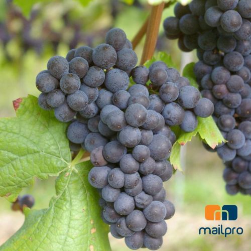 Email Marketing for Wineries: How to Make It Work (Without Complicating It)